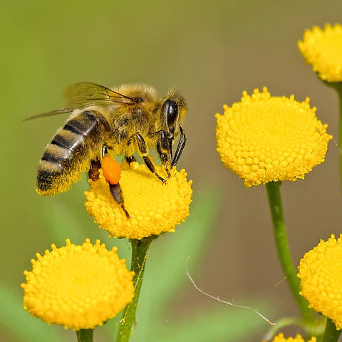 Bees and Pesticides