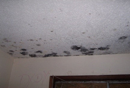 A Guide to Mould in Your Home